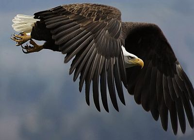 flying, birds, eagles, bald eagles - desktop wallpaper