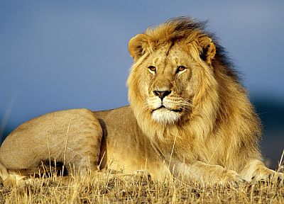 animals, lions - desktop wallpaper