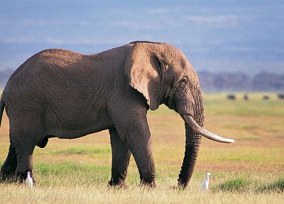 animals, elephants - related desktop wallpaper