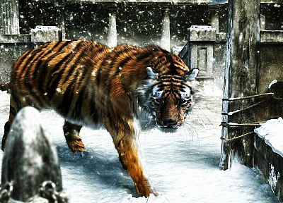 snow, animals, tigers - related desktop wallpaper