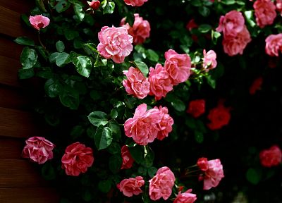 nature, flowers, roses, pink rose - duplicate desktop wallpaper