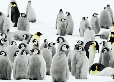 snow, birds, penguins, baby birds - related desktop wallpaper