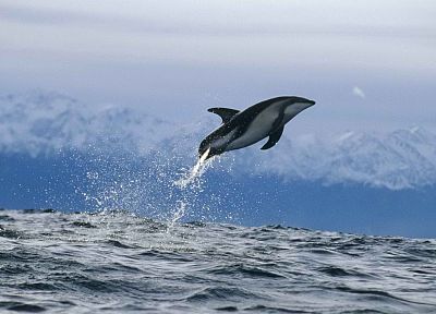 dolphins - desktop wallpaper