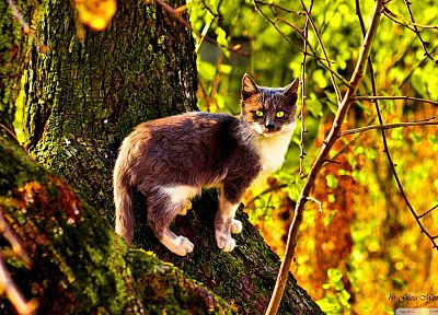 trees, cats - desktop wallpaper