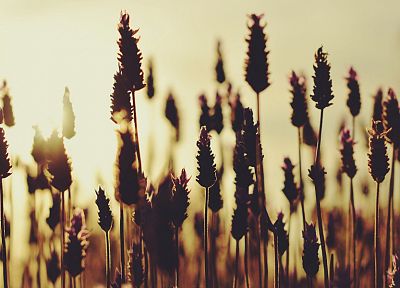 nature, photo filters - desktop wallpaper