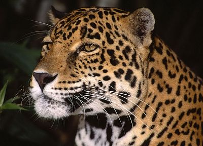 animals, profile, jaguars - duplicate desktop wallpaper