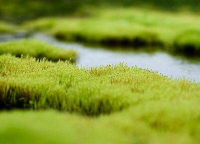 nature, grass, tilt-shift - random desktop wallpaper