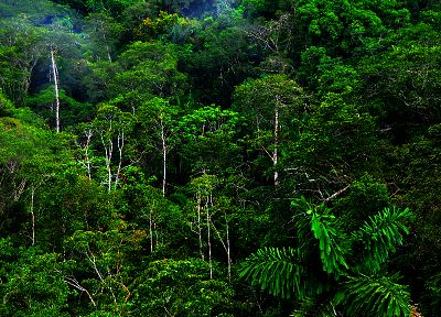 nature, trees, jungle, forests - random desktop wallpaper