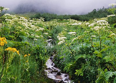 flowers, forests, streams, Colorado, wildflowers - random desktop wallpaper