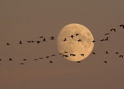 birds, moonlight, cranes, flight - related desktop wallpaper