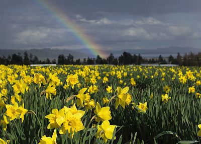 Vancouver, islands, British Columbia, daffodils - duplicate desktop wallpaper