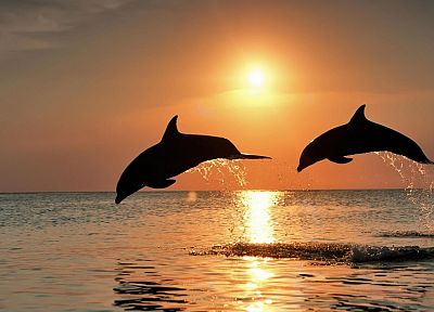 HDR photography, dolphins - desktop wallpaper