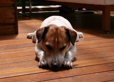 animals, dogs, Jack Russell terrier - desktop wallpaper
