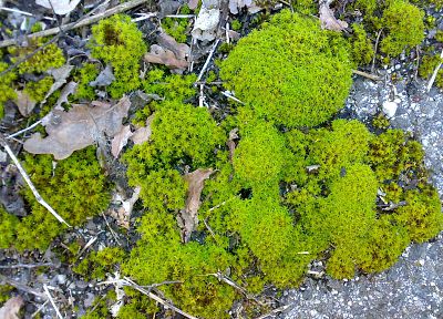 green, nature, moss - random desktop wallpaper