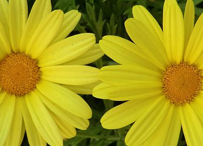 close-up, flowers, yellow flowers - desktop wallpaper