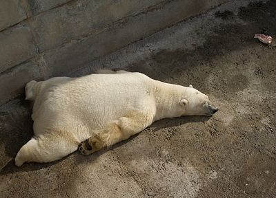 animals, sleeping, polar bears - related desktop wallpaper