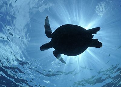 green, silhouettes, sea turtles - related desktop wallpaper