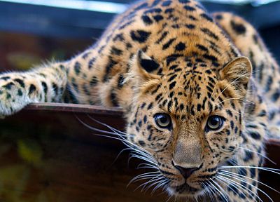animals, leopards - desktop wallpaper