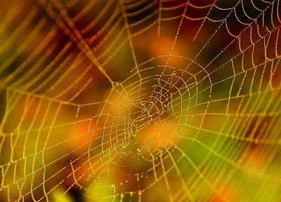 spider webs - random desktop wallpaper