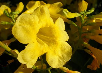flowers, yellow flowers - duplicate desktop wallpaper