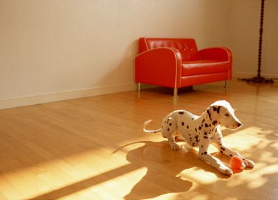 animals, dogs, dalmatians - random desktop wallpaper