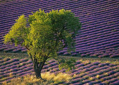 flowers, fields, lavender, purple flowers - duplicate desktop wallpaper