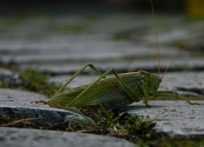 nature, insects, grasshopper - duplicate desktop wallpaper