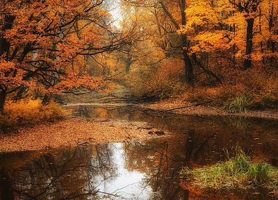 water, landscapes, nature, trees, autumn, forests, rivers - random desktop wallpaper