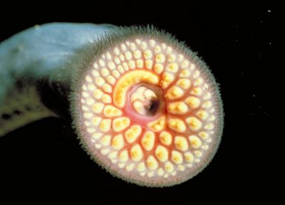 parasite, sea lamprey - duplicate desktop wallpaper