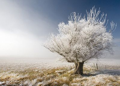 trees, frost - random desktop wallpaper
