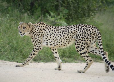 animals, cheetahs - duplicate desktop wallpaper