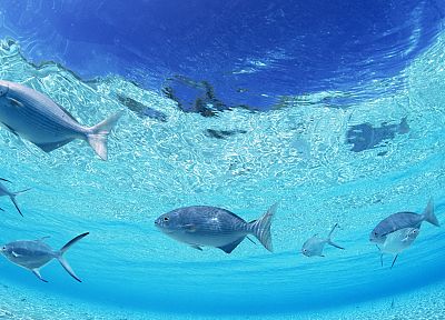 fish, underwater - desktop wallpaper