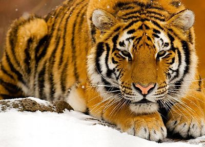 snow, animals, tigers, Siberian Tiger - related desktop wallpaper