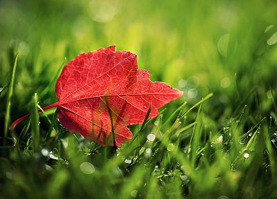 nature, leaves, fallen leaves - desktop wallpaper