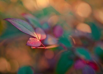 nature, leaves, blur - desktop wallpaper