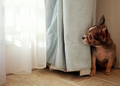 animals, dogs - duplicate desktop wallpaper