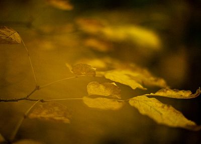 nature, leaves, macro - desktop wallpaper