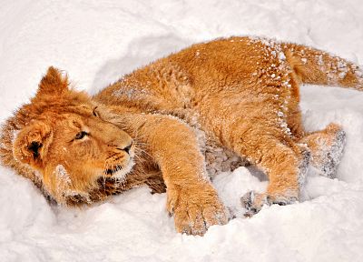 snow, animals, lions, baby animals - desktop wallpaper