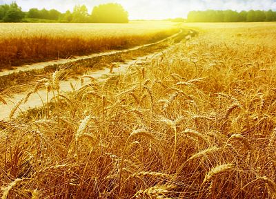 nature, Sun, fields, wheat - random desktop wallpaper