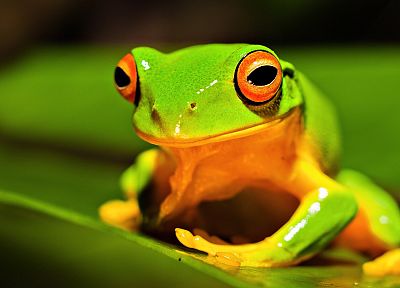 animals, frogs, amphibians - desktop wallpaper