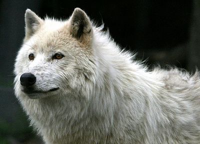 animals, wolves - duplicate desktop wallpaper