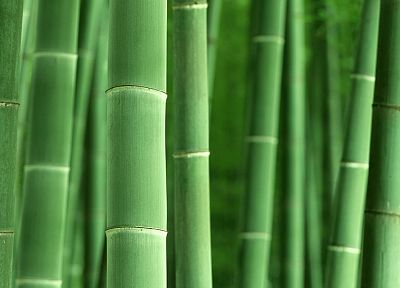 bamboo, plants - random desktop wallpaper