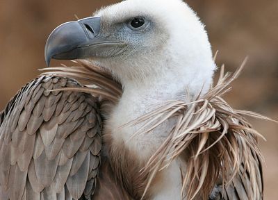 birds, eagles - duplicate desktop wallpaper