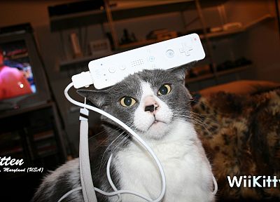 cats, funny, Nintendo Wii, pets - desktop wallpaper