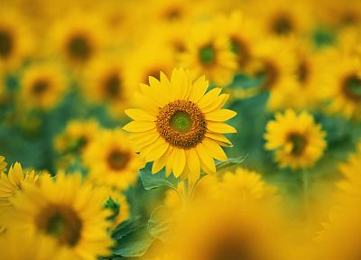 nature, flowers, sunflowers - random desktop wallpaper