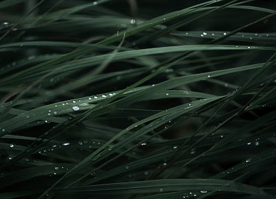 green, close-up, grass, raindrops - desktop wallpaper