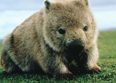 animals, wombat - duplicate desktop wallpaper