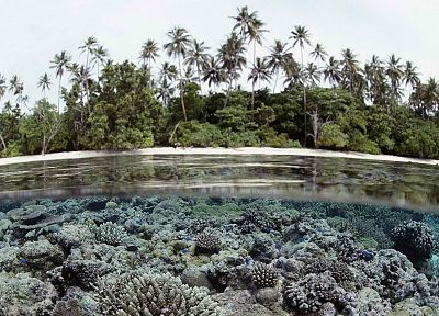 islands, palm trees, coral reef, Solomon Islands, split-view - random desktop wallpaper