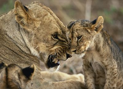 animals, lions, baby animals - related desktop wallpaper