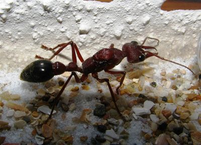 animals, insects, ants, bulldog ant - random desktop wallpaper